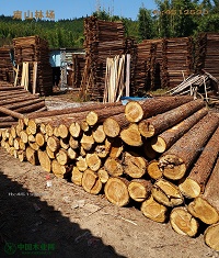 香杉木条本地老杉木树大料粗料房屋横梁木屋柱子使用木料可定制